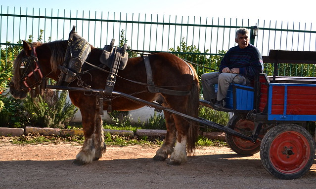 horse carriage ride - Barraca Toni Montoliu - Authentic Paella Cooking - valencia