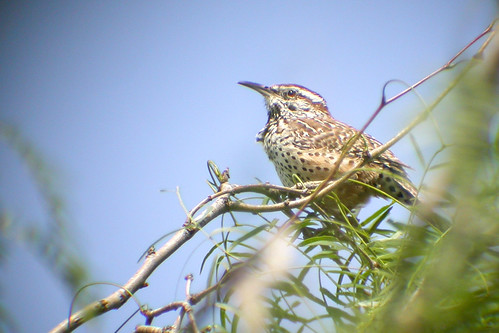 bird wildlife birding ornithology birdwatching oiseau cactuswren texas2004 faune ornithologie troglodytedescactus