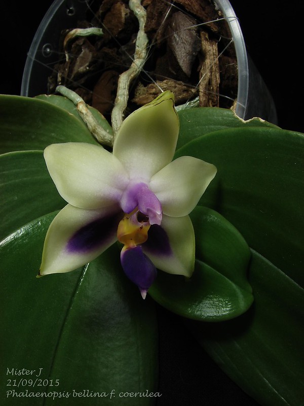 Phalaenopsis bellina f. coerulea 21591783682_25bfa5db3b_c
