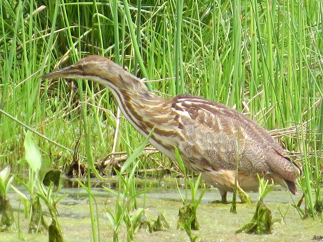 American Bittern at The Grove Park in McLean County, IL 04