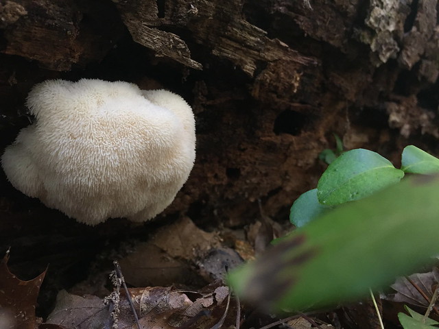 Lion's mane mushroom at Douthat State Park, Virginia