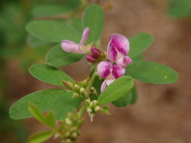 wand lespedeza, wandlike bush-clover, or violet bush-clover (Lespedeza violacea) Linville Gorge