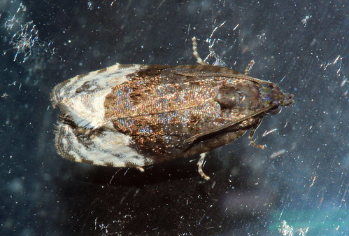 Marbled Orchard Tortrix 1797