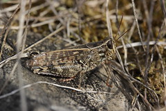 Italian Locust - Calliptamus italicus