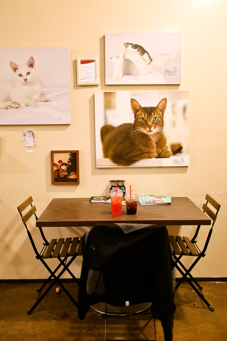Cuddly Cats + Coffee at the Cat Cafe San Diego