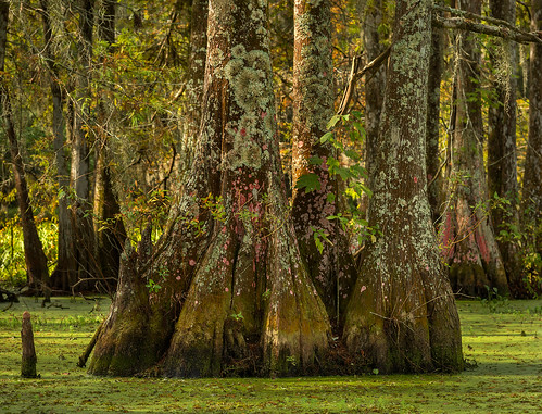 trees usa tree nature forest landscape louisiana bayou swamp spanishmoss wetlands cypress lichen thesouth deepsouth lakemartin breauxbridge