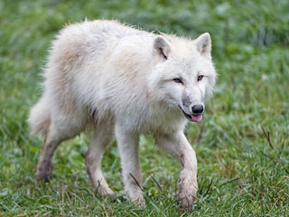 Young arctic wolf walking