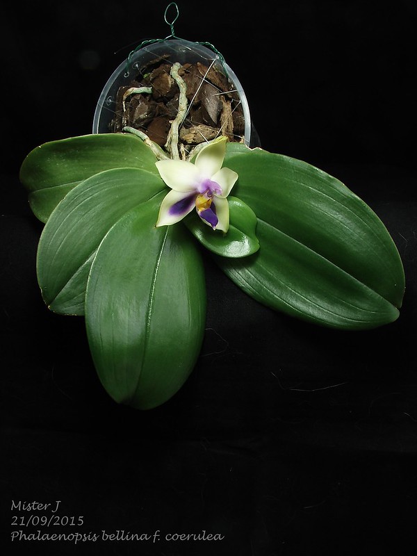 Phalaenopsis bellina f. coerulea 21576938226_4d3c5e2f3d_c