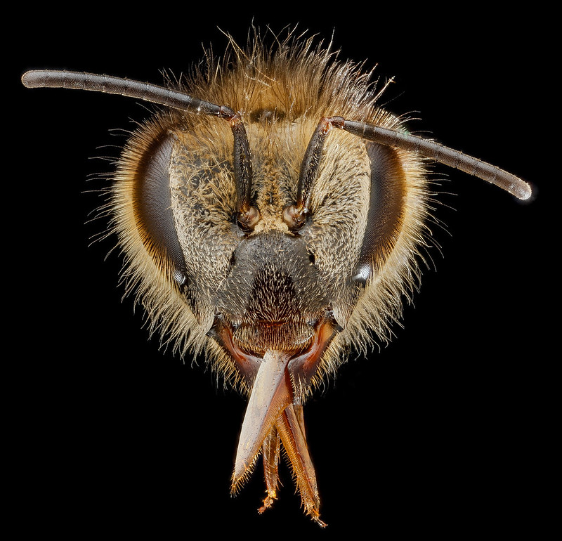 3-honeybee-head-1600