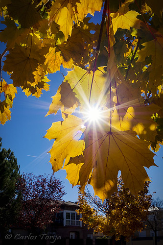 autumn light sun color colour tree fall hoja leaves hojas leaf ray beam árbol otoño gleam rayo destello rayodeluz rayodesol