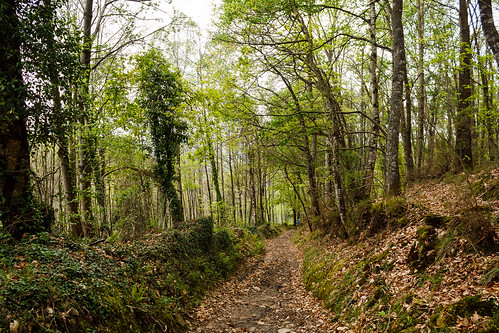 trees españa naturaleza travelling rural forest countryside árboles camino path asturias viajando trail backpacking bosque sendero caminodesantiago caminando narture caminoprimitivo thewayofsaintjames obona primncipadodeasturias