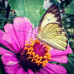 Sulphury butterfly follows.... #trinidadandtobago #naturephotography #butterfly #yellow #greenmarketsantacruztt