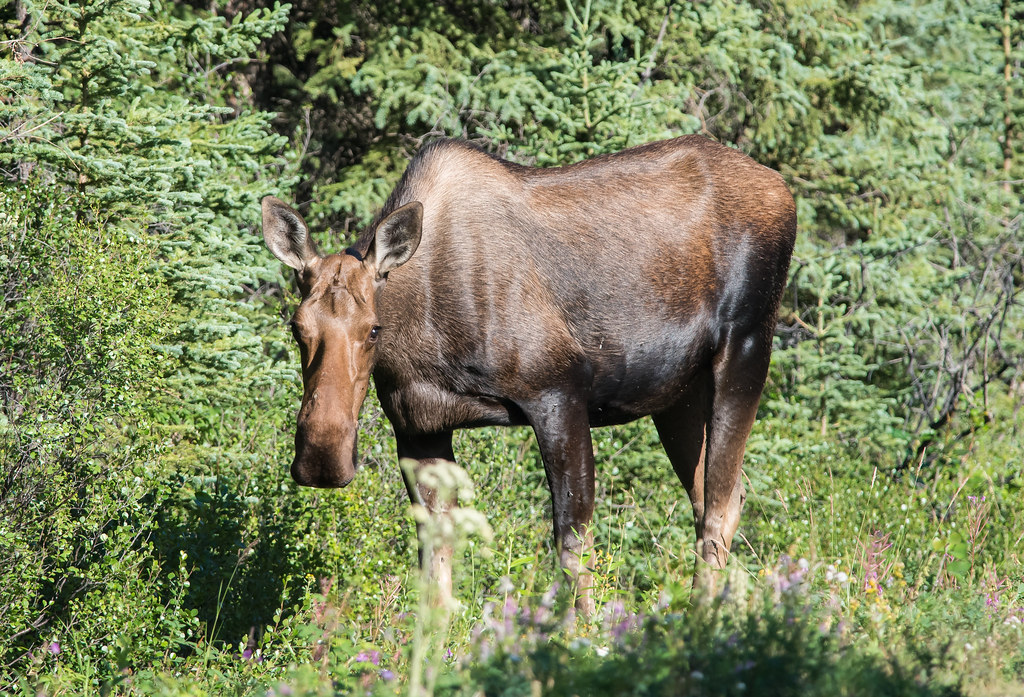 雌驼鹿 (Cow Moose)