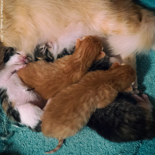 five kitten pileup