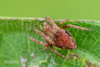 Orb weaver spider (Araneidae) - DSC_5521