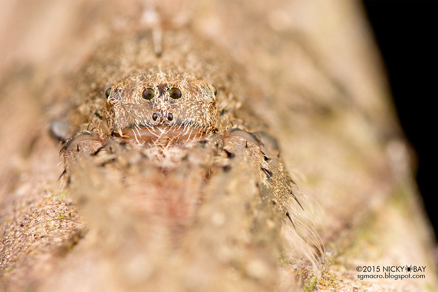 Bark hunter spider (Senoculus sp.) - DSC_1789