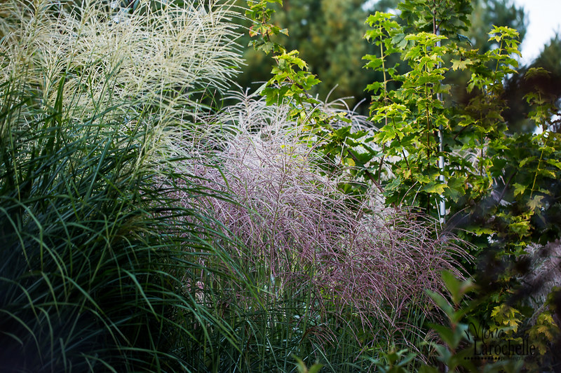 Miscanthus Sirene 21311145409_02274fdf4d_c