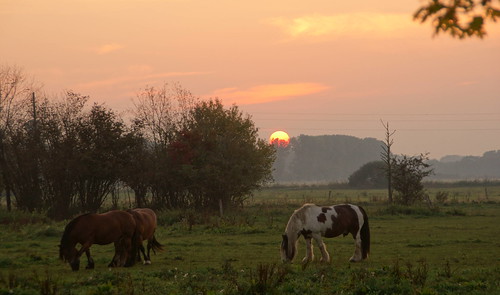 sunrise sonnenuntergang pferde naturpark sachsenanhalt kaltblut drömling piplockenburg
