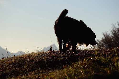 montagna alba sunrise morning trentino bovaro cane mountaindog bernese dog