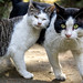 Stray cats' expression of affection