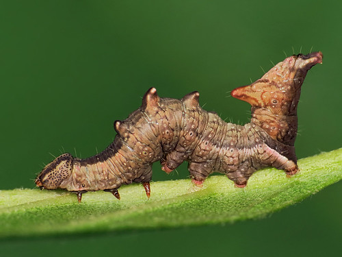 notodonta caterpillar macro