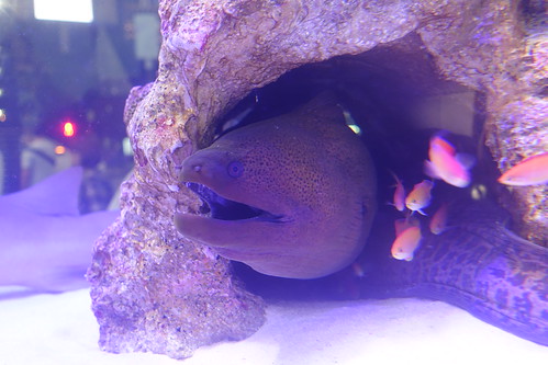 48th Sony Aquarium at Ginza 2015-12