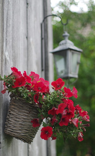 red summer vacation plant green lamp colors pentax blossom sweden bokeh july k5 2015 hälsingland verticalformat smcpentaxm50mmf17 ξssξ®®ξ frägstahälsingegård
