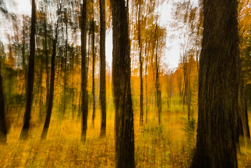 park longexposure autumn trees fall texture leaves yellow forest season landscape woods ndfilter