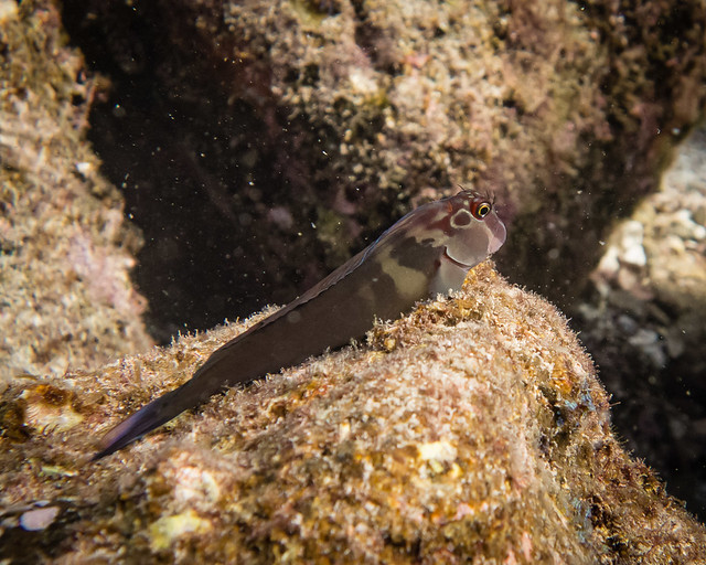 Panamic fanged blenny
