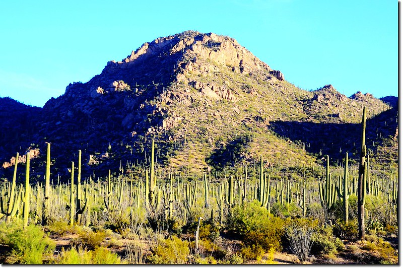 Saguaros growing on an off-trail mountians 3