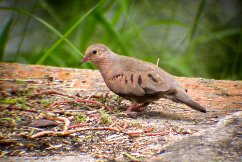 bird wildlife birding ornithology birdwatching oiseau texas2004 faune commongrounddove ornithologie colombeàqueuenoire