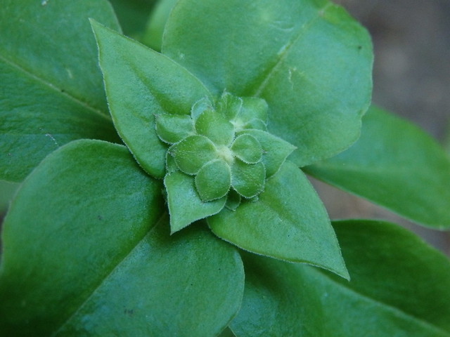 Linville Gorge soapwort gentian (Gentiana saponaria) 