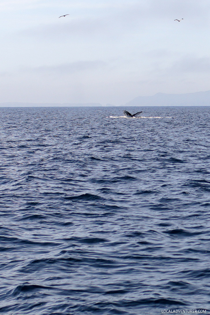 Channel Islands Whale Watching with Island Packers Ventura.