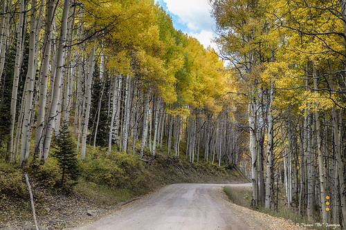 road autumn trees art fall scenery colorado seasons scenic foliage views prints rockymountains aspen backroad dirtroads photoimage jamesinsogna