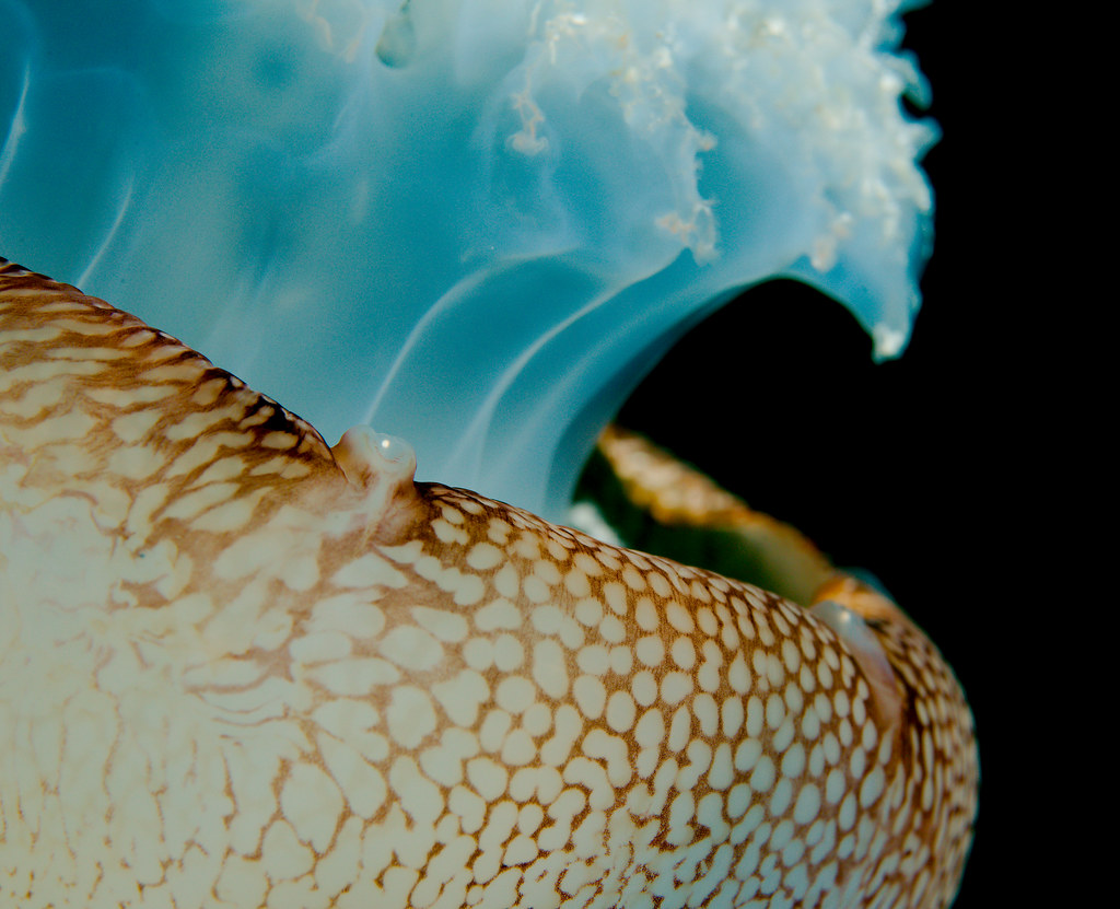 Cannonball Jellyfish (Stomolophus meleagris)_11