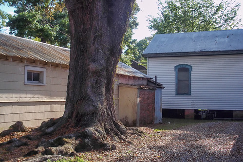 house tree franklin oak louisiana unitedstates historic stmaryparish ilobsterit