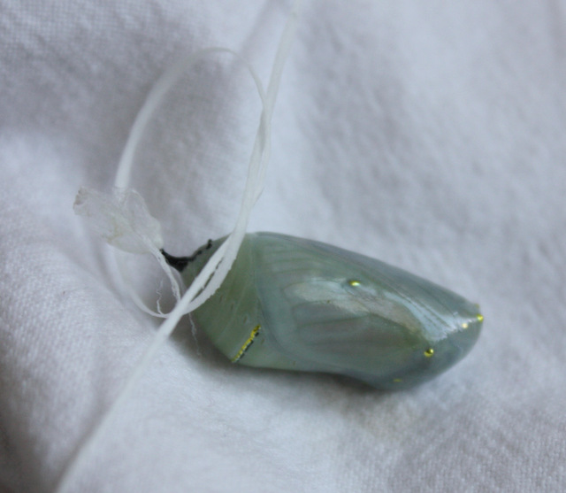 tying dental floss around the top of a chrysalis