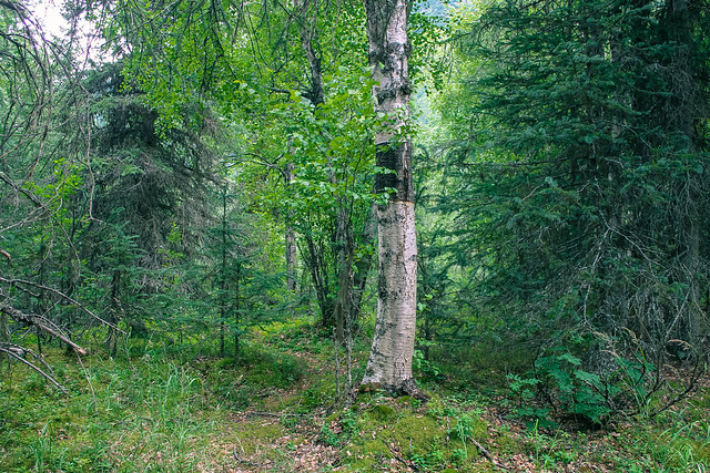 Alaska woods