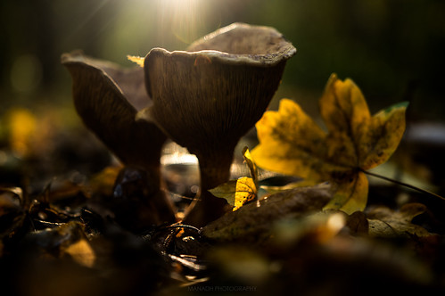 Autumnal mushrooms