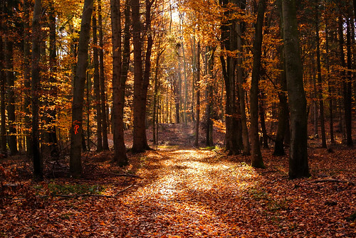 autumn trees light shadow sun nature forest bayern deutschland licht buchenwald laub herbst natur foliage kati sonne bäume schatten katharina 2015 beechgrove niederaichbach nikon1v1