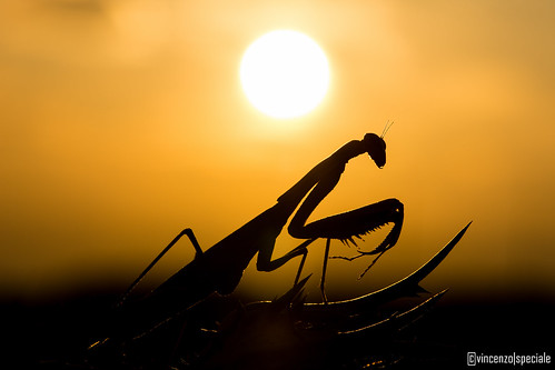 sunrise mantis nikon alba mantide 105mmf28gvrmicro d7200