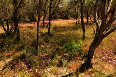 Eradu Nature Reserve WA  2016  10