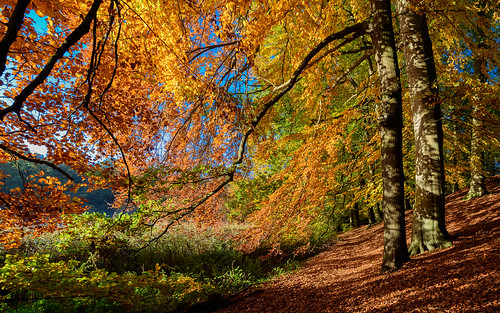 autumn colors forest germany de deutschland kiel schleswigholstein