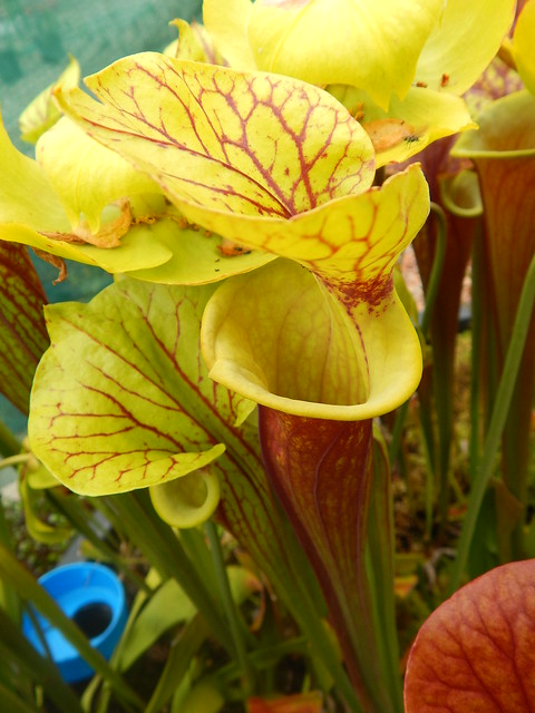 Sarracenia flava var. rubricorpora, Helmut's veined lid