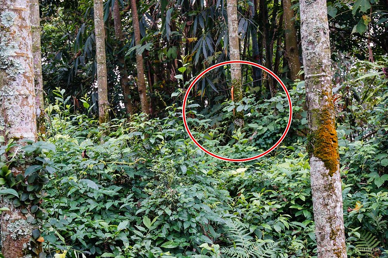 在水塔邊注意樹林邊緣檳榔樹上的路條