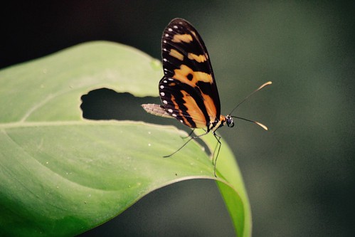 naturaleza nature butterfly photography photo foto camilo mariposa andrés fotografía cundinamarca suárez pandi kamian
