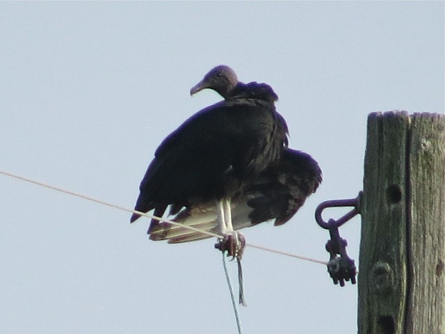 Black Vulture in Buncombe, Johnson County, IL 03