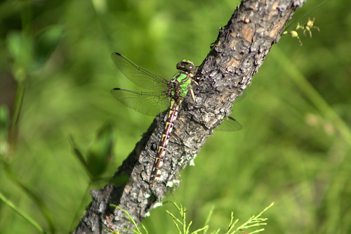 dragonfly darner odonata canadadarner aeshnacanadensis