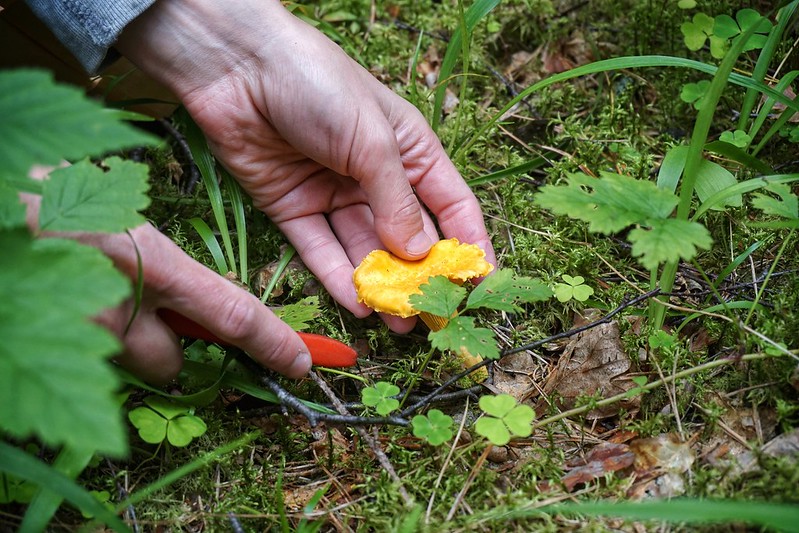 Picking chanterelle mushrooms in Latvia