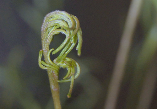 Pelargonium leptum, young leaf unfolds